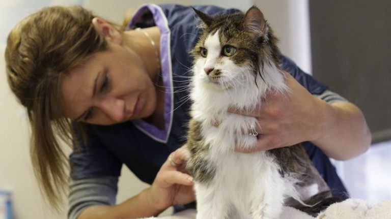 How To Know If Your Cat Is Suffering From Hairball Disease? | Aol ...