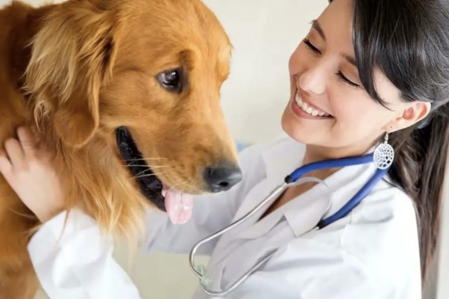 What to Look for in a Professional Dog Care Facility