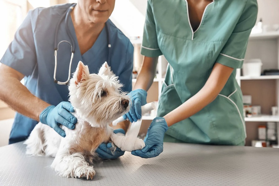 Emergency Veterinary Care: How to Handle Critical Situations