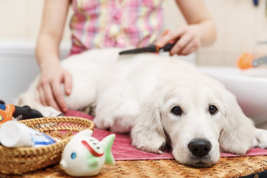 The Role of Grooming in Early Detection of Pet Health Issues