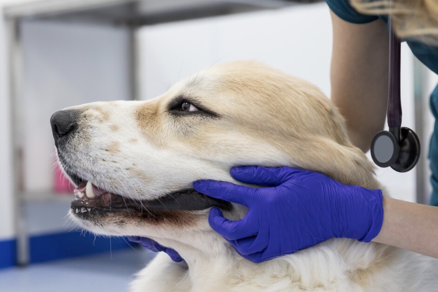 The Evolution of Canine Dentistry: How Technology is Shaping the Field