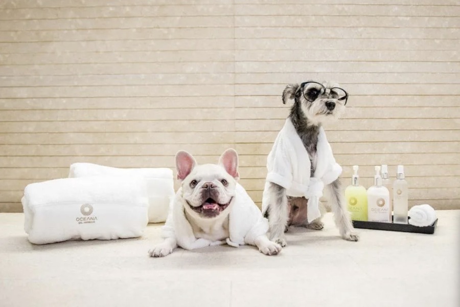 How Dubai’s Climate Influences Pet Spa Services and Treatment Choices